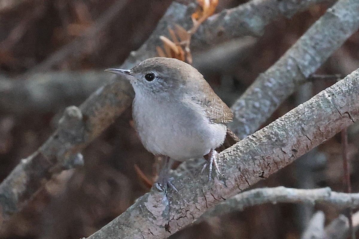 Northern House Wren - ML644239775