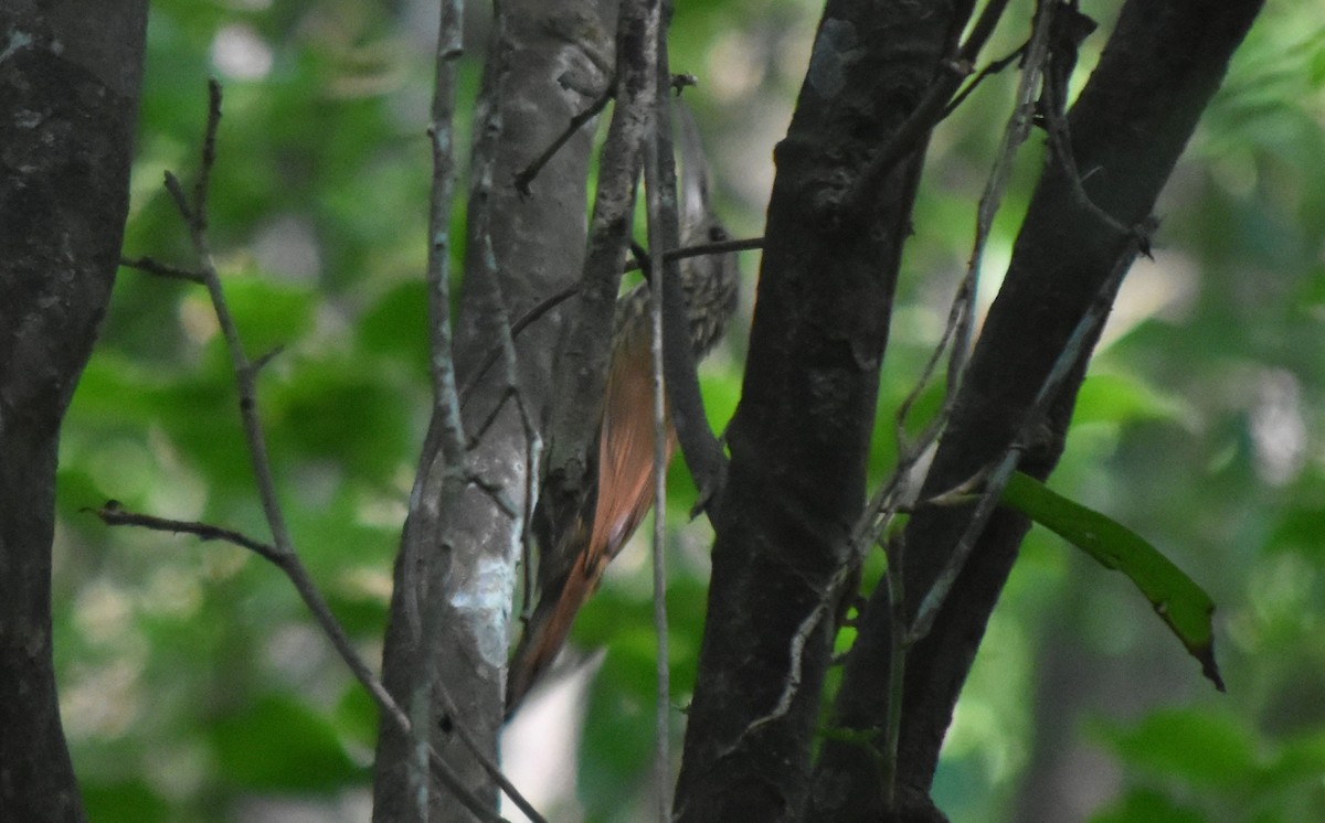 シロハシオニキバシリ - ML644239777