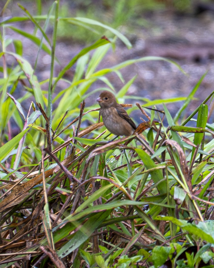 Indigo Bunting - ML644239782