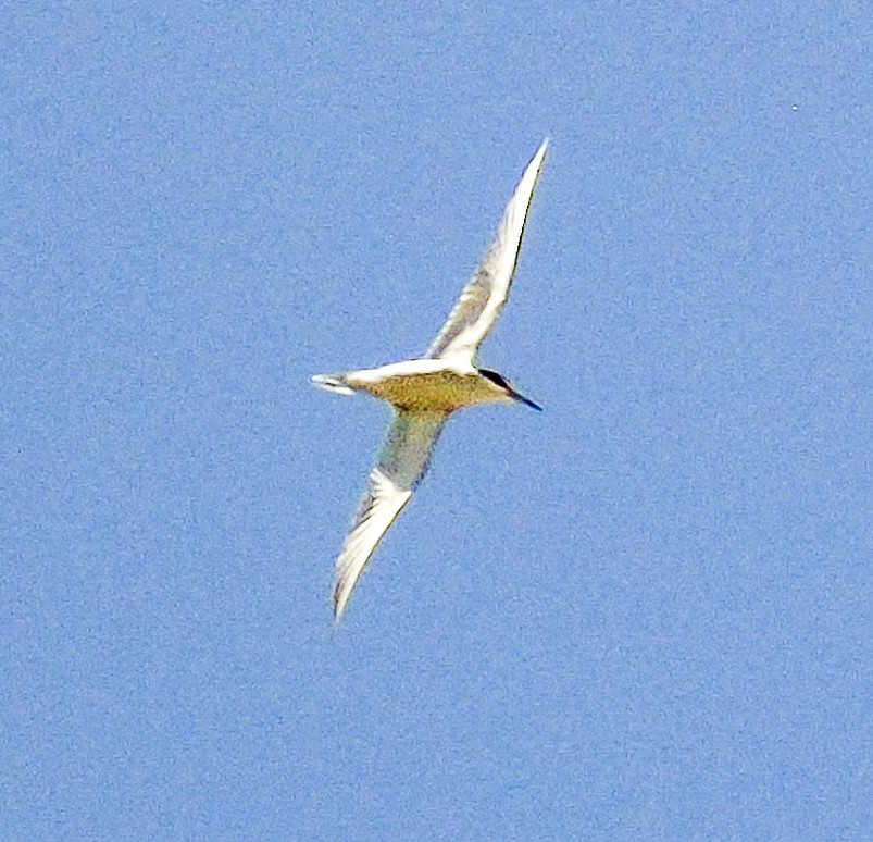 Sterne du Pérou - ML644239793