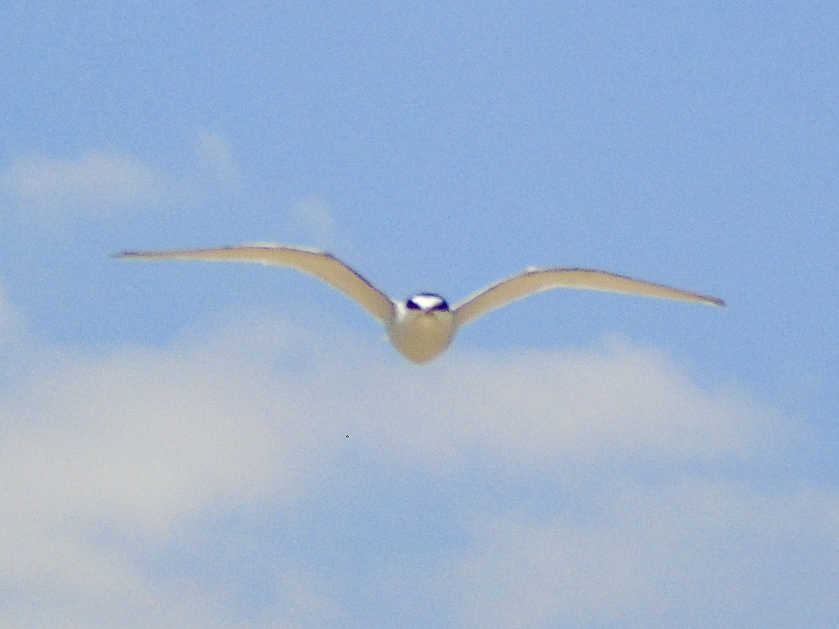 Sterne du Pérou - ML644239795