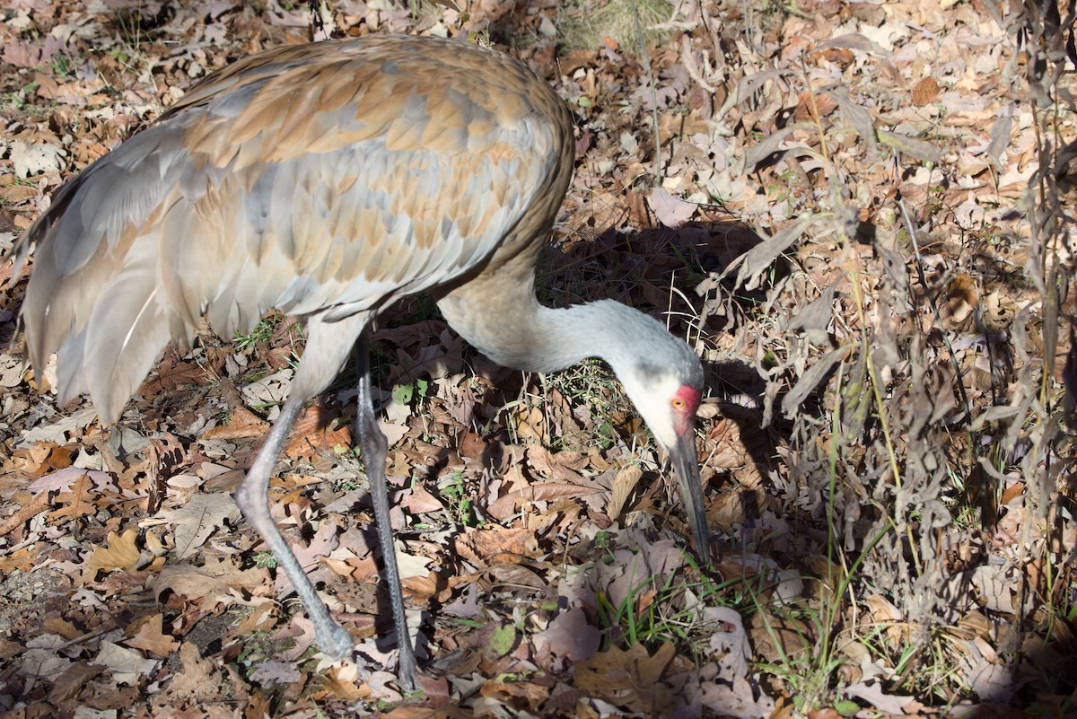 沙丘鶴 - ML644239801