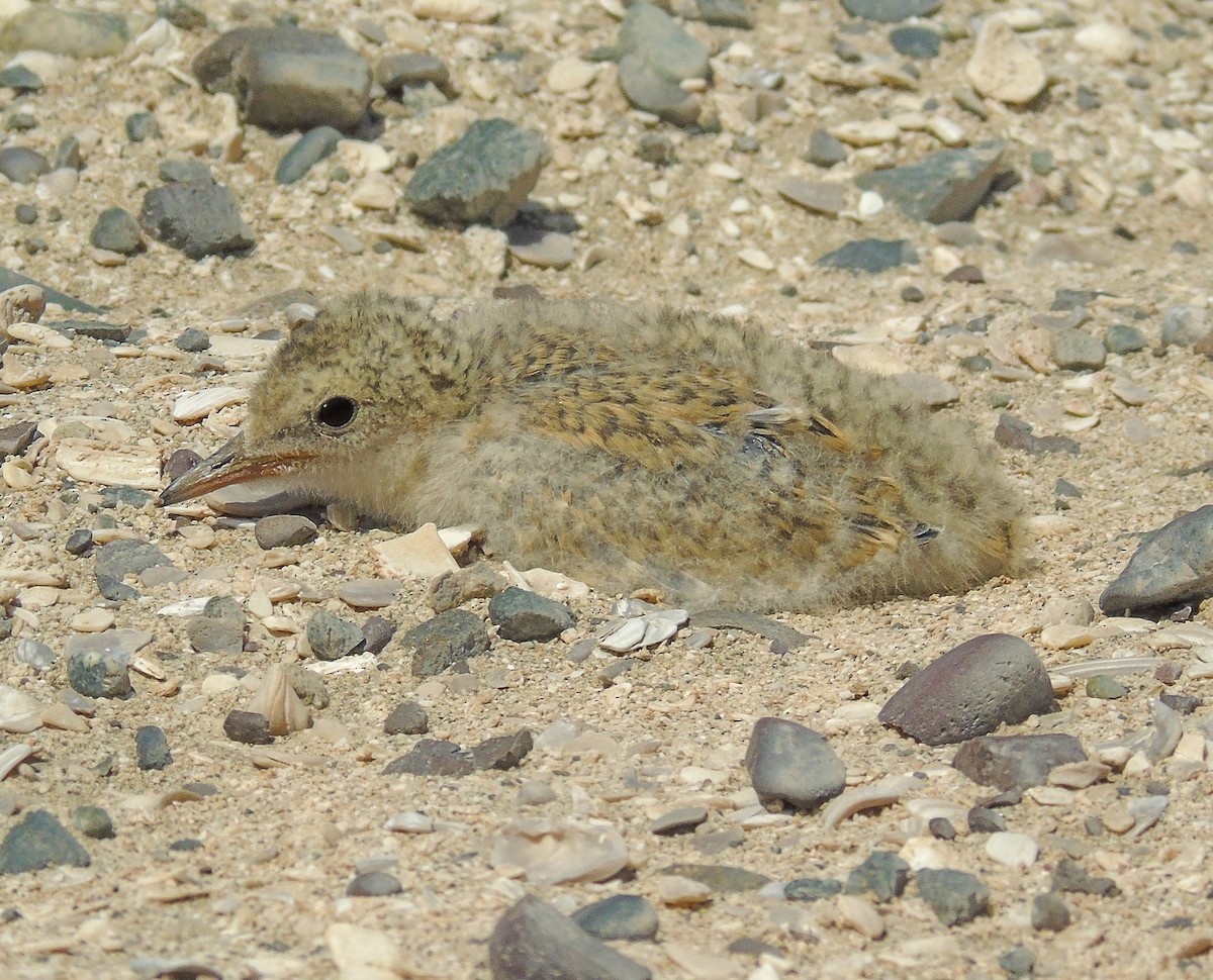 Sterne du Pérou - ML644239809