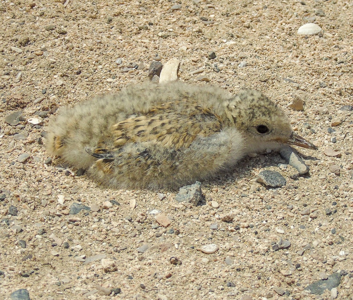 Sterne du Pérou - ML644239810