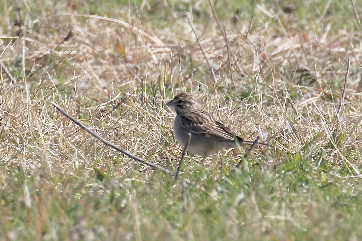 Lark Sparrow - ML644239811