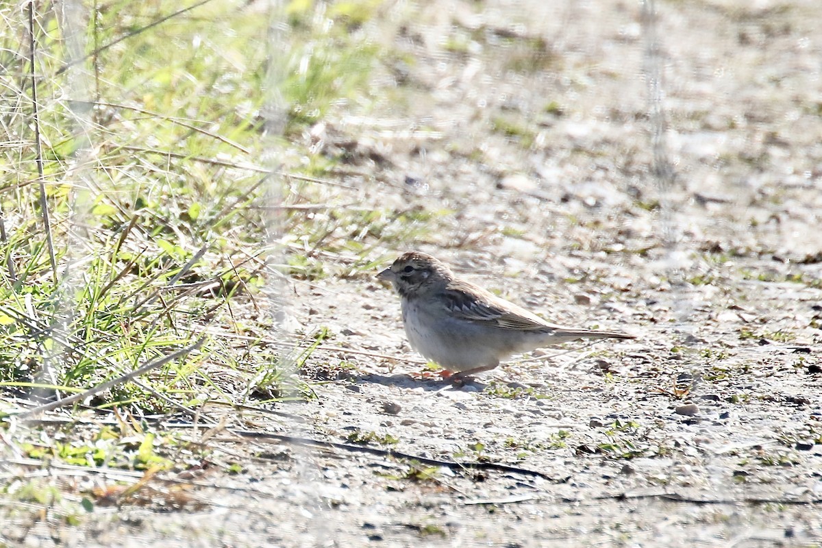 Lark Sparrow - ML644239812