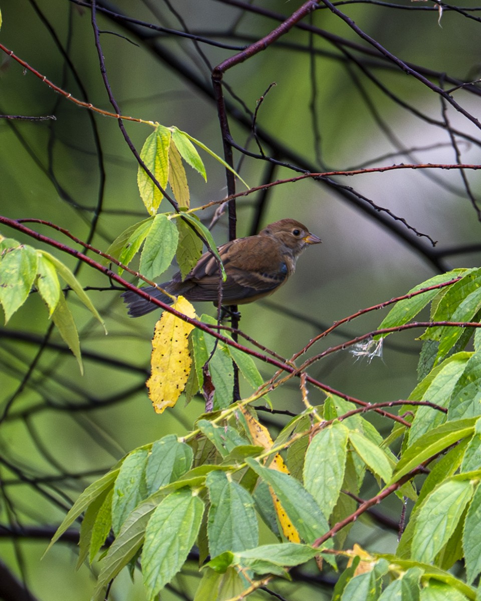 Indigo Bunting - ML644239814