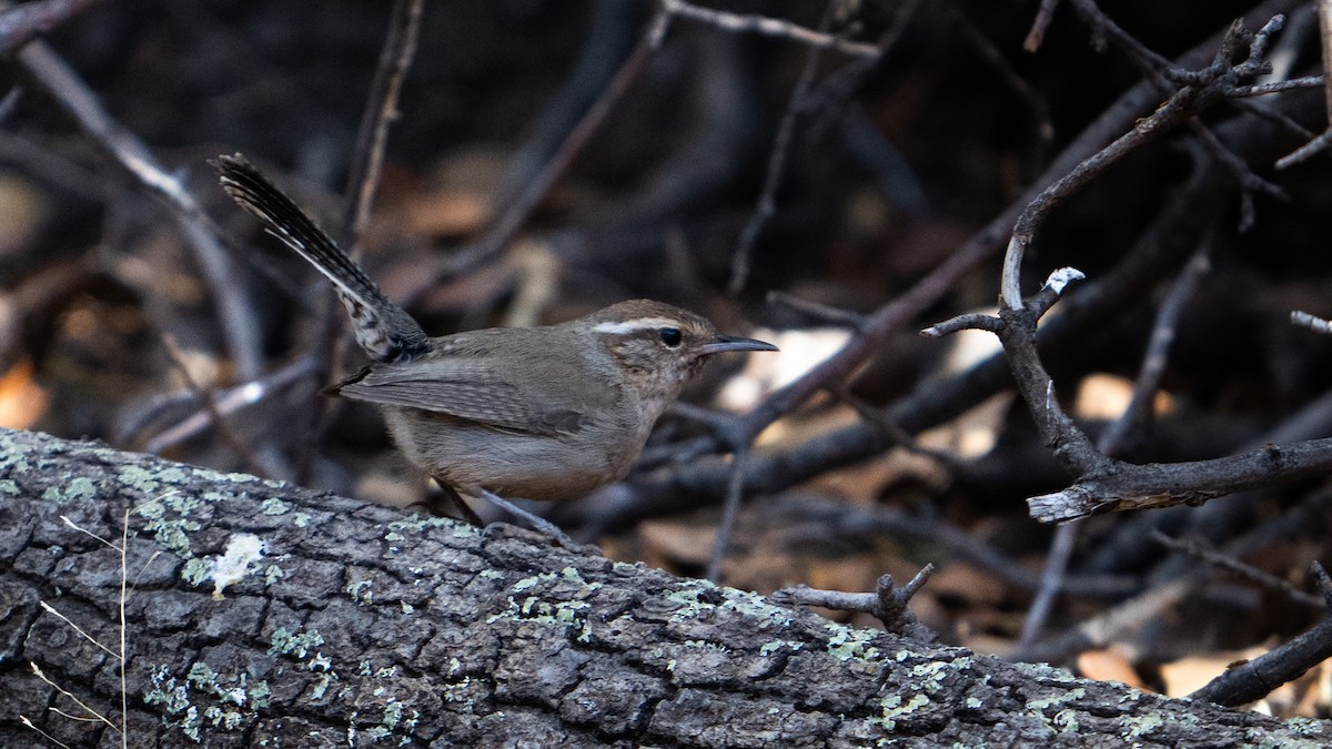 Підбуреник - ML644239845