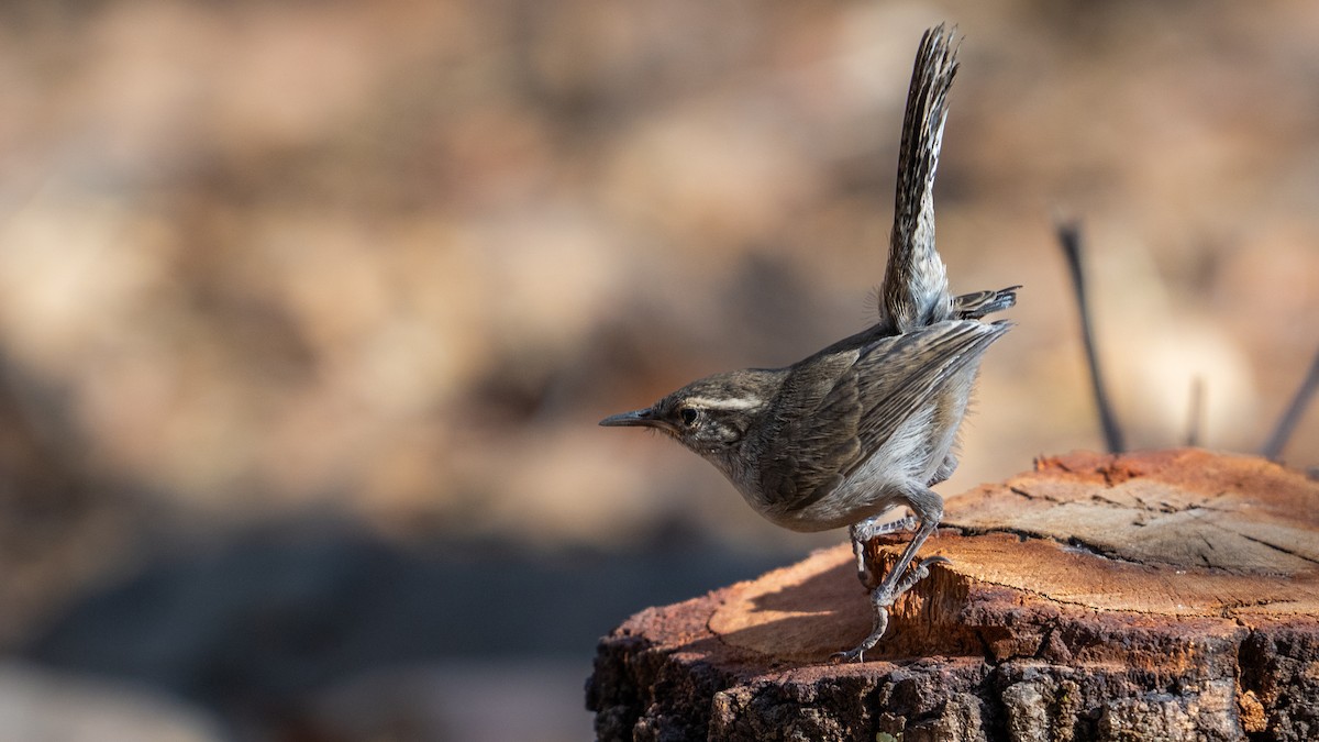 Підбуреник - ML644239846