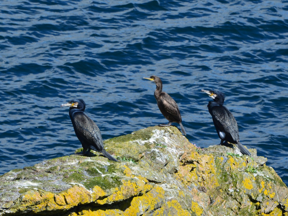 Большой баклан - ML644239858