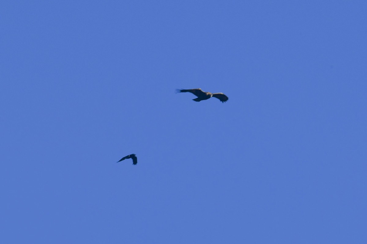 Grand Corbeau - ML644239894