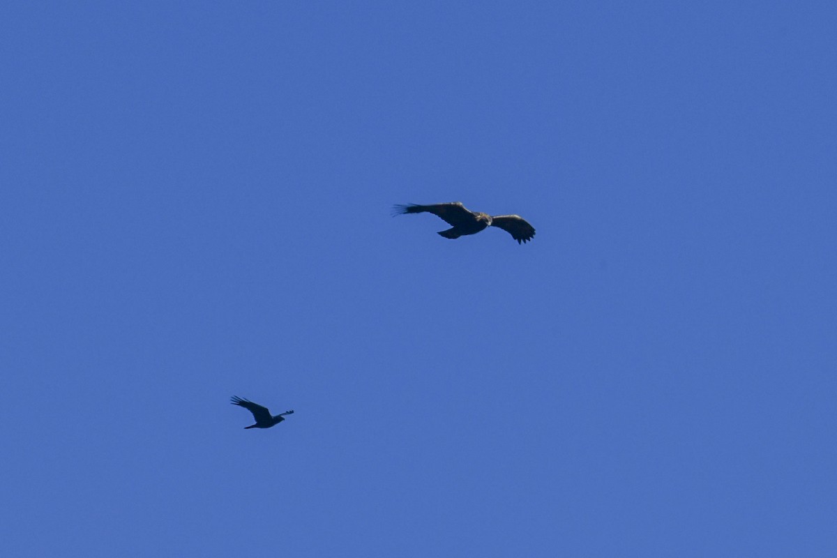 Grand Corbeau - ML644239895