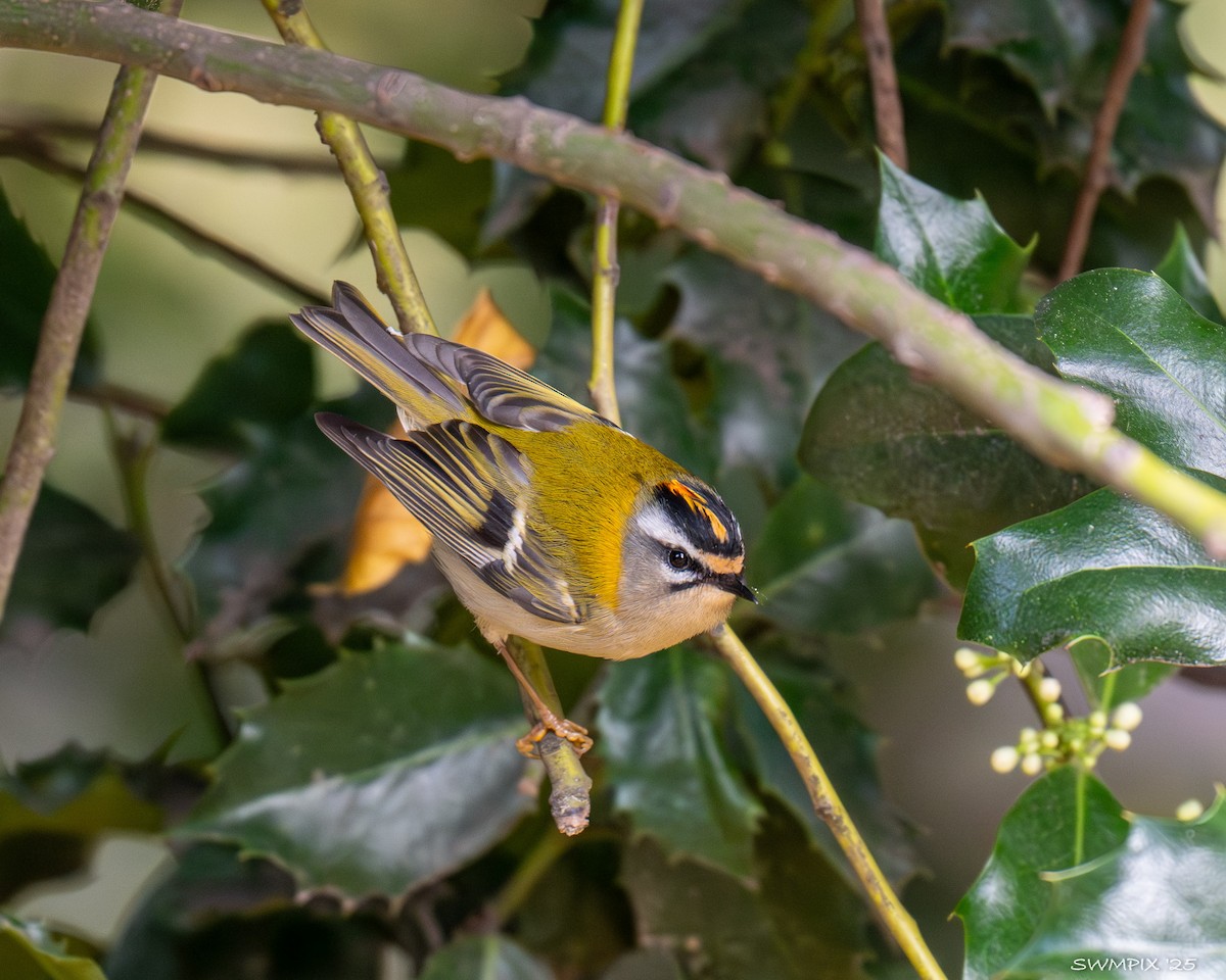 Common Firecrest - ML644239899