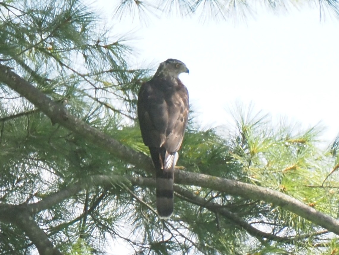 jestřáb americký - ML644239914