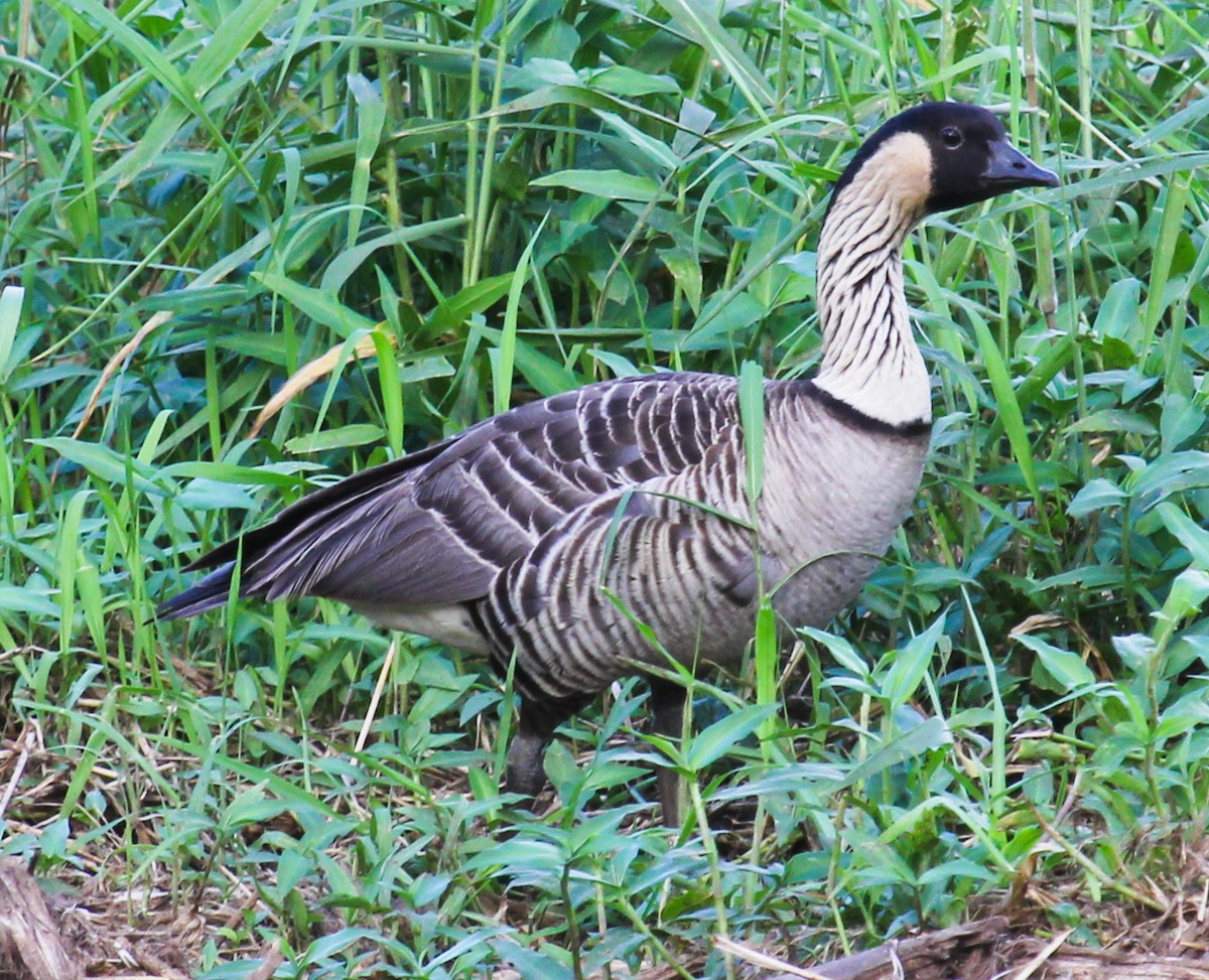 Гавайская казарка - ML644239915