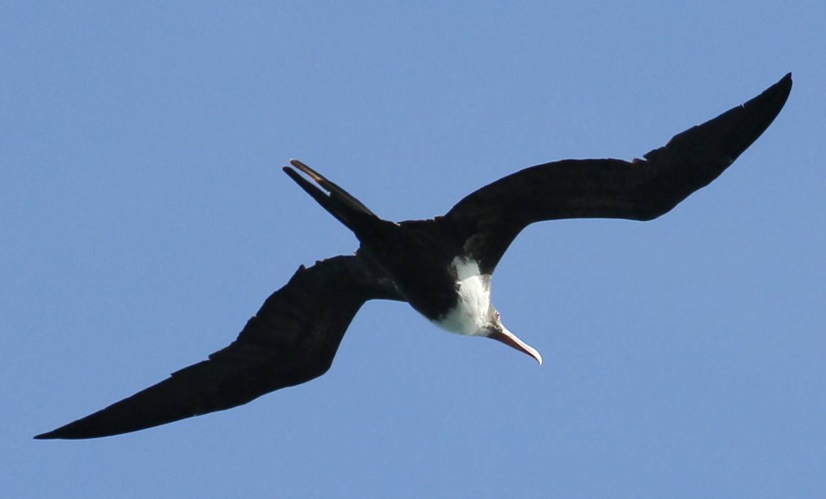 Great Frigatebird - ML644239925