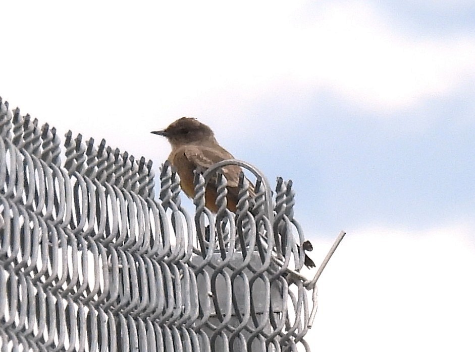 Say's Phoebe - ML644239931