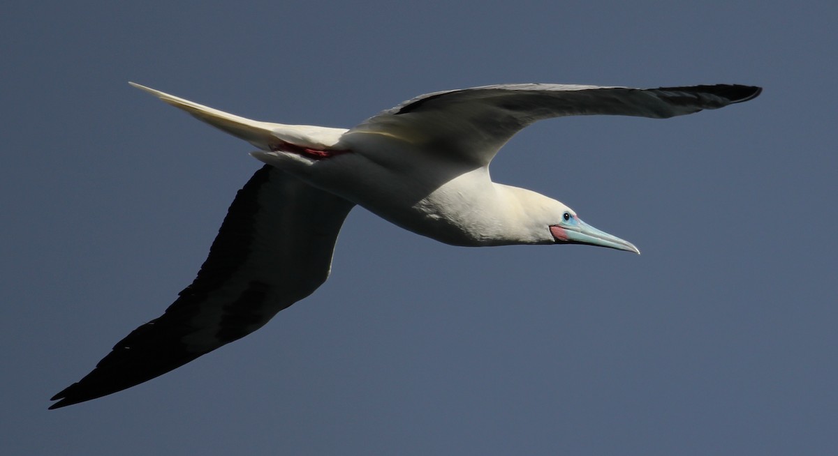 Rotfußtölpel - ML644239940