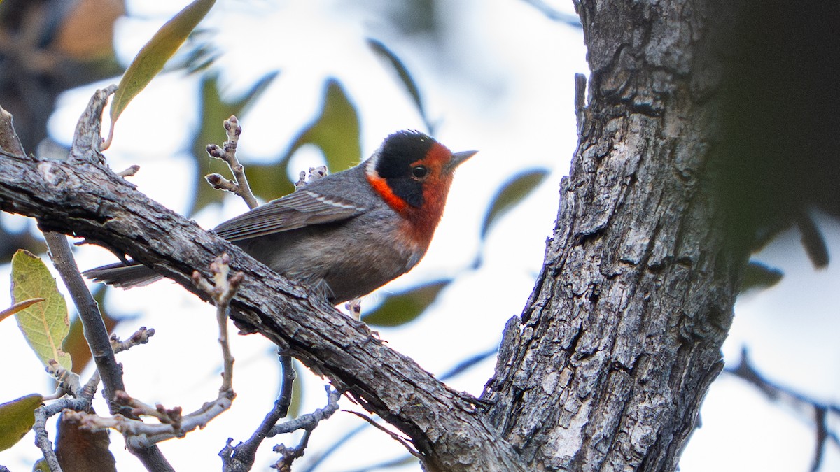 Red-faced Warbler - ML644239942