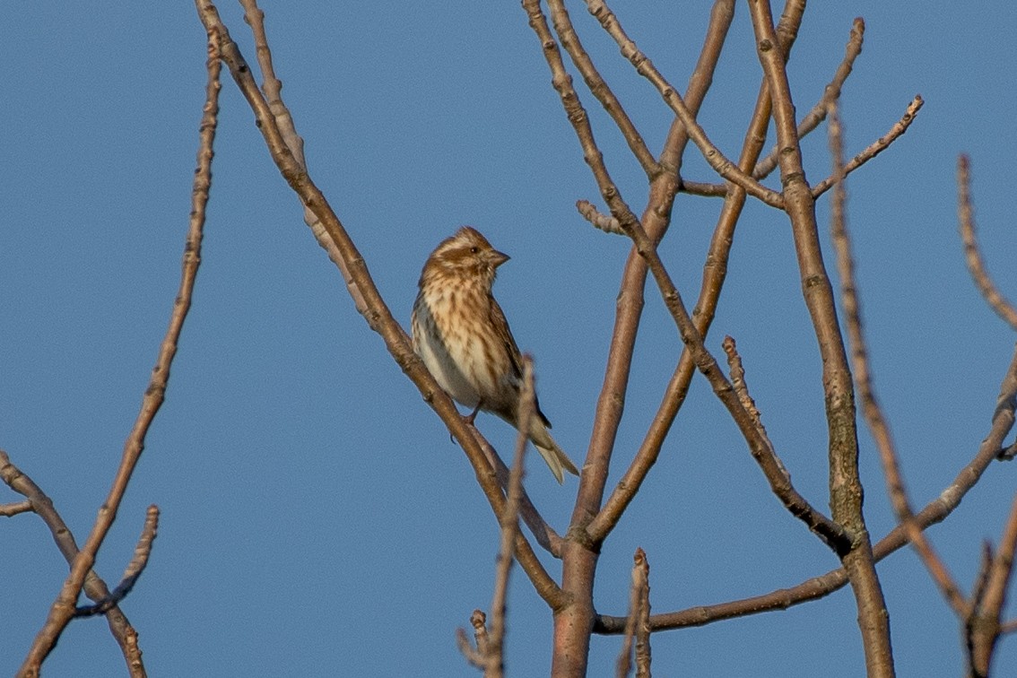 Purple Finch (Eastern) - ML644239955