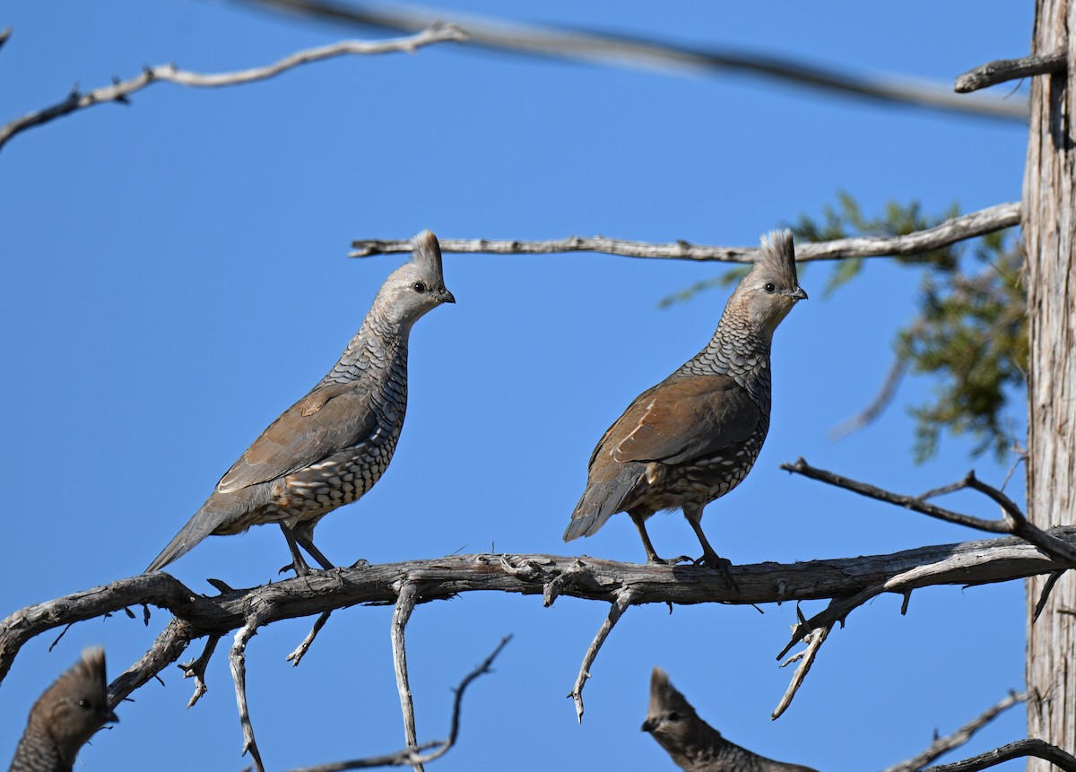 Scaled Quail - ML644239956