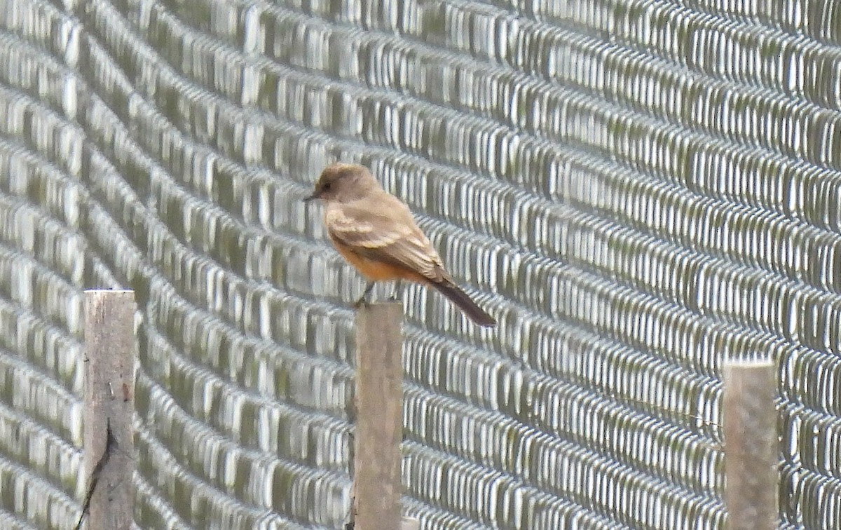 Say's Phoebe - ML644239960