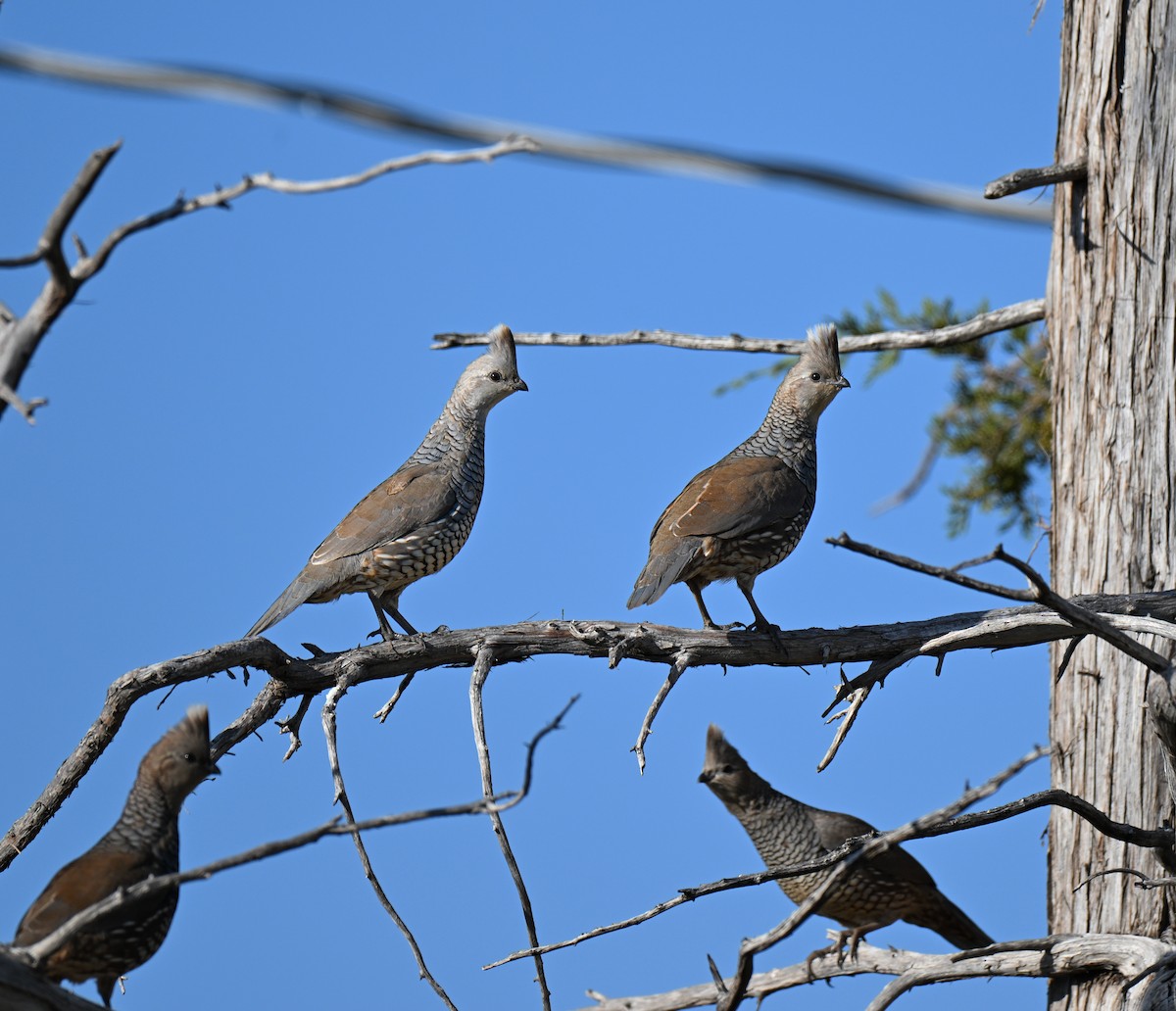 Scaled Quail - ML644239961