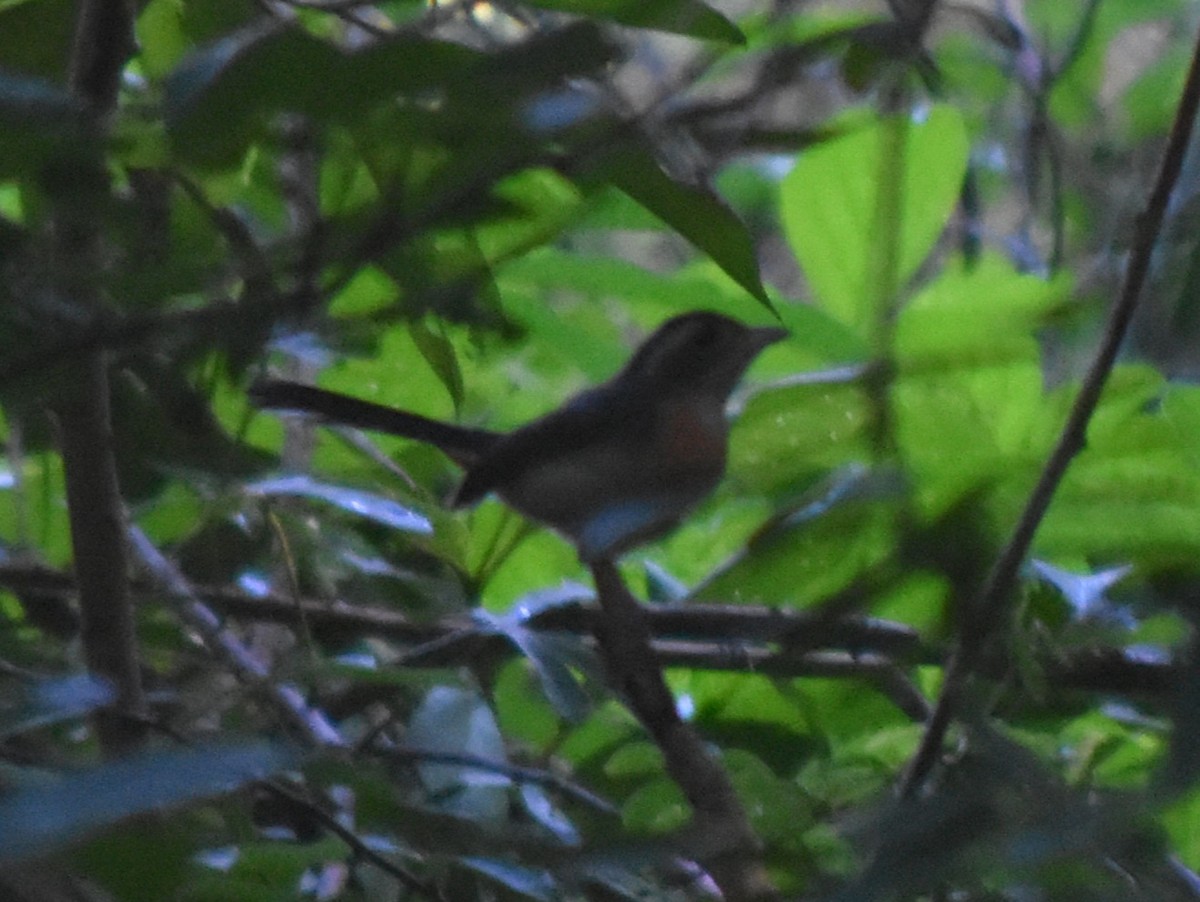 Red-breasted Chat - ML644239964