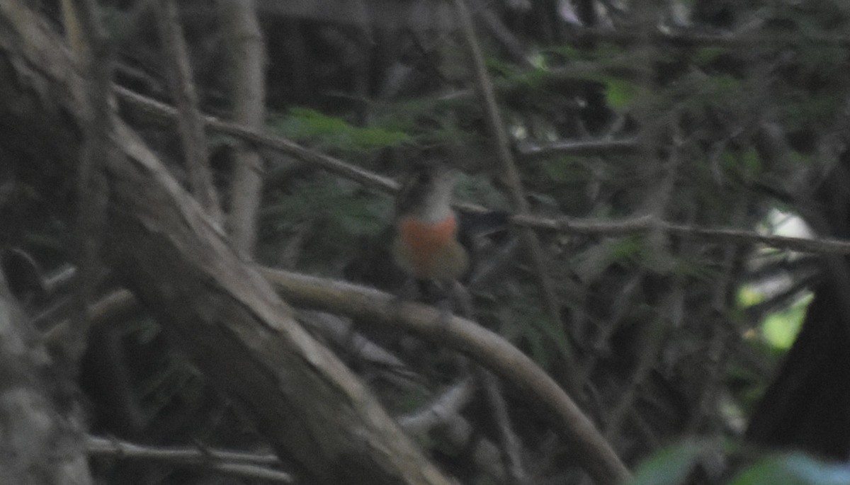 Red-breasted Chat - ML644239965