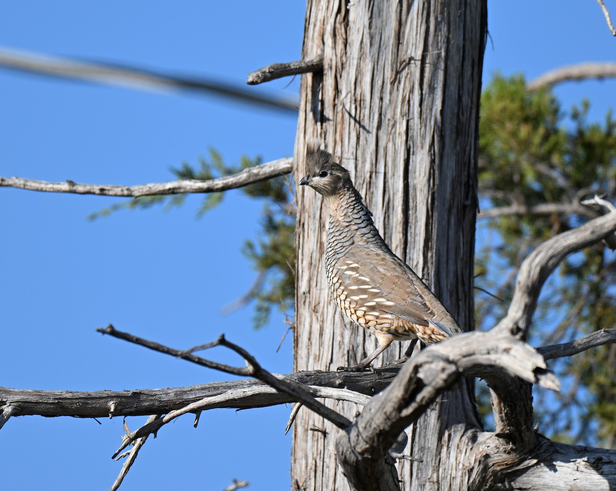 Scaled Quail - ML644239966