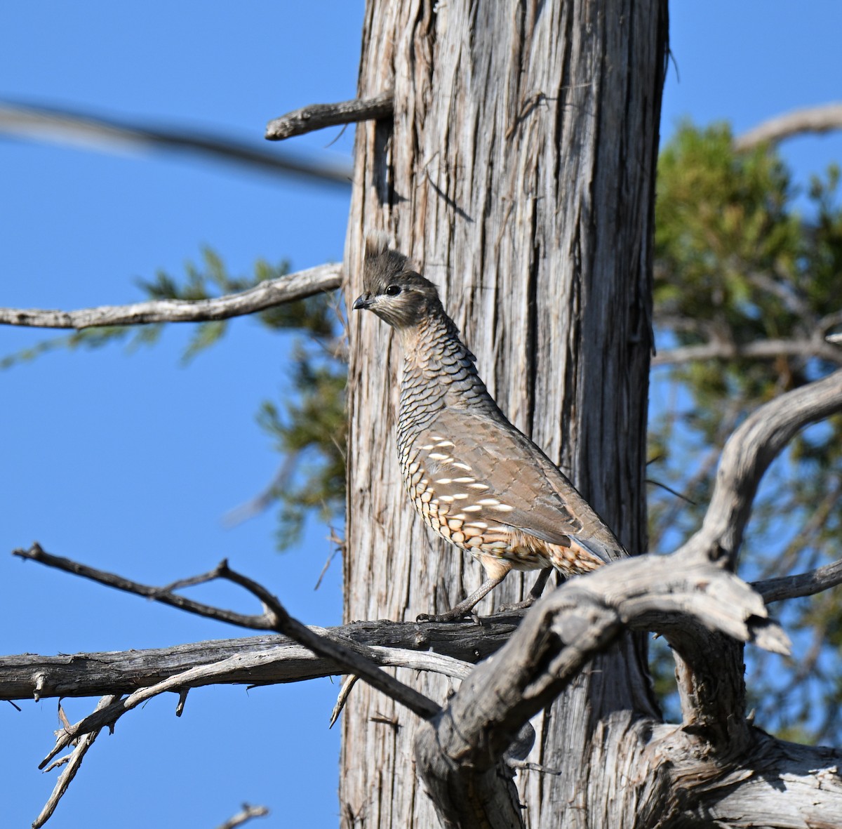Scaled Quail - ML644239972
