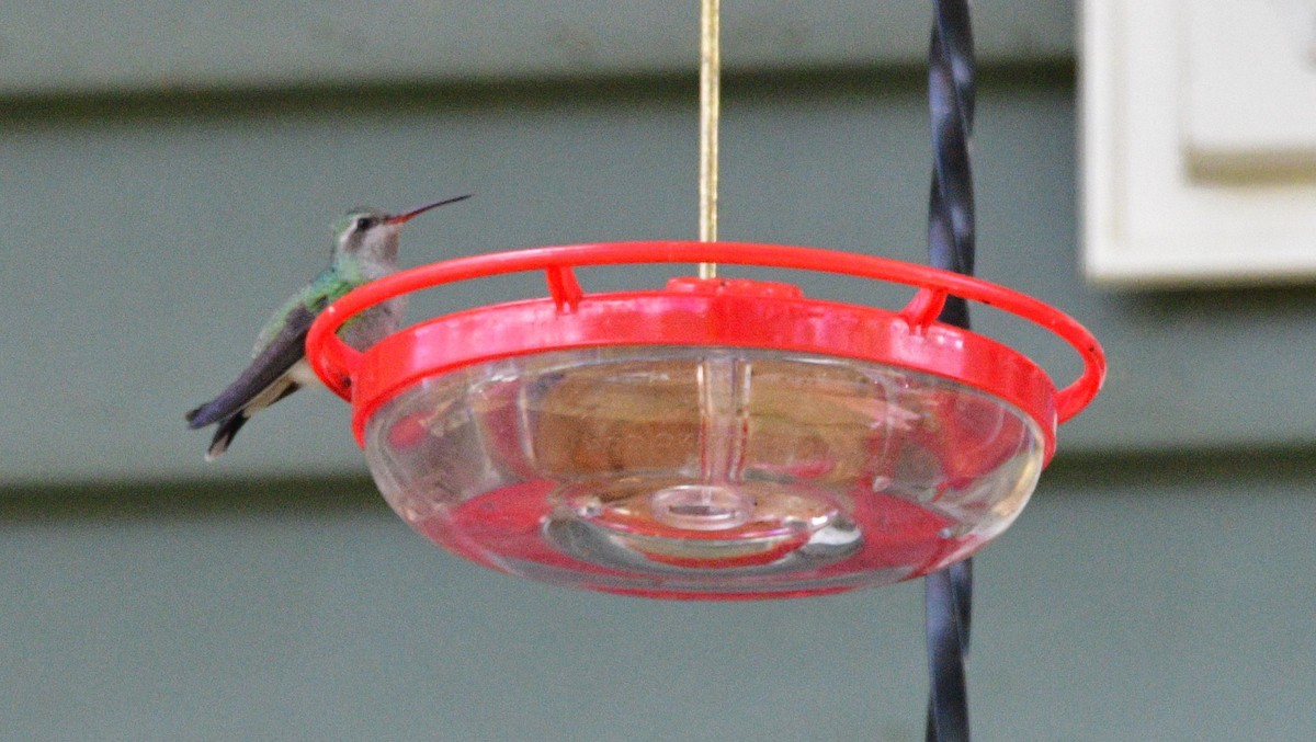 kolibřík širokozobý - ML644239976