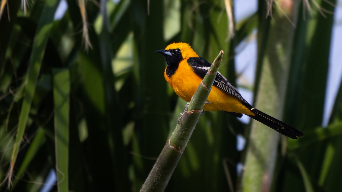 Hooded Oriole - ML644239978