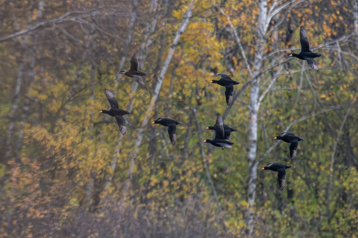 Black Scoter - ML644240015