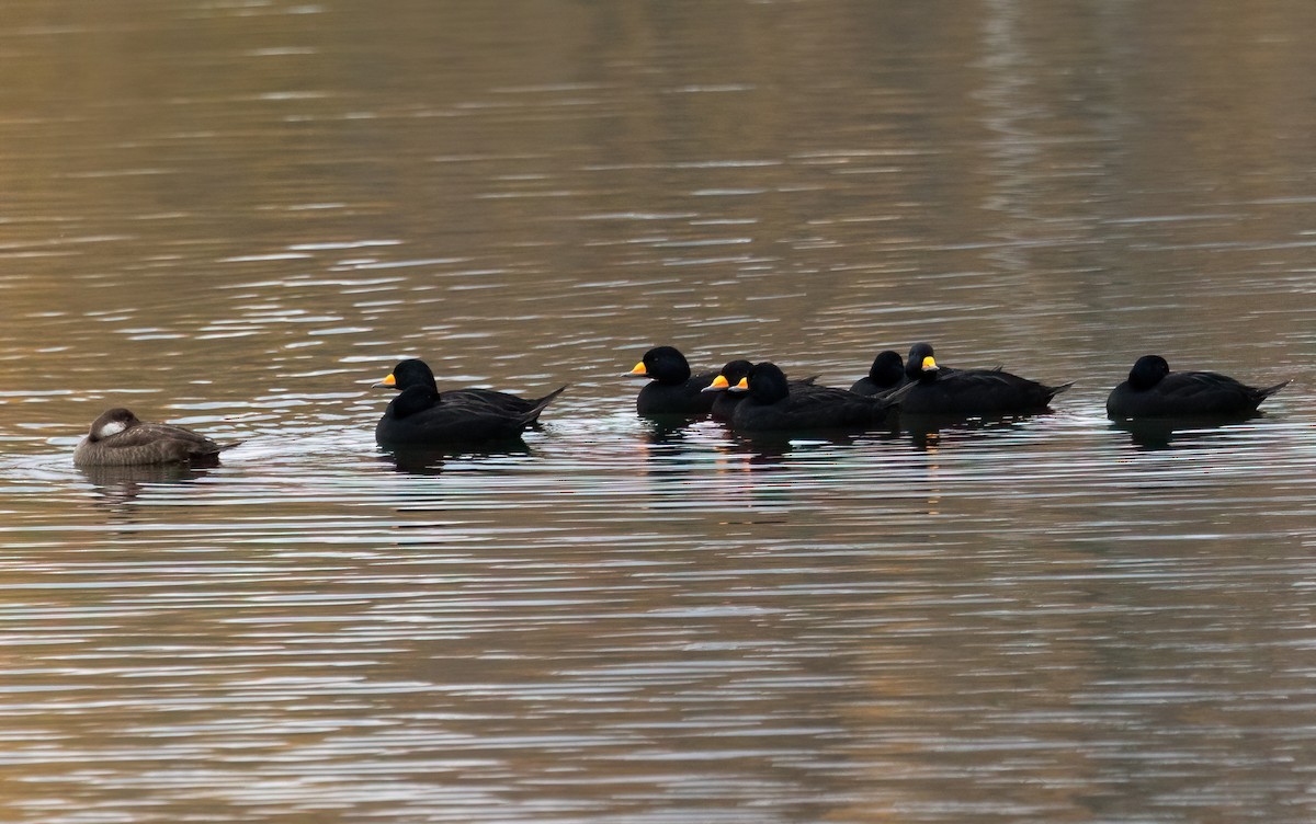Black Scoter - ML644240019
