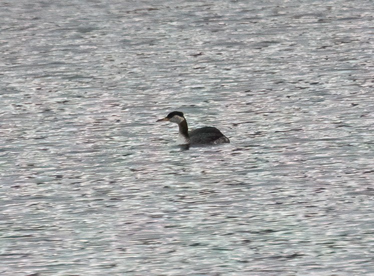 Red-necked Grebe - ML644240032