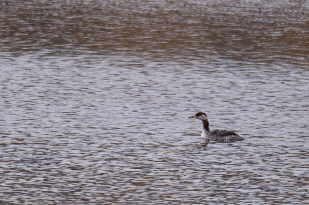 Red-necked Grebe - ML644240034