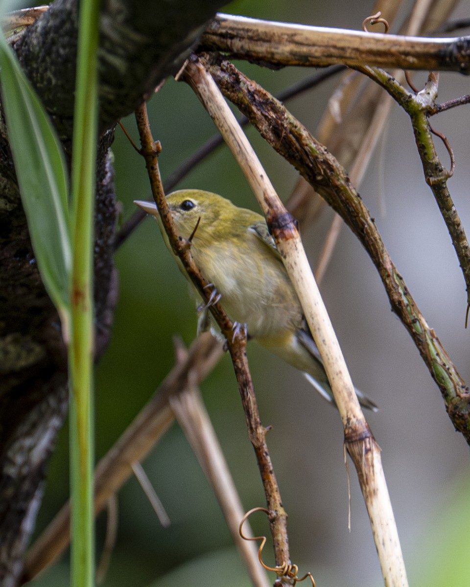 Bay-breasted Warbler - ML644240036