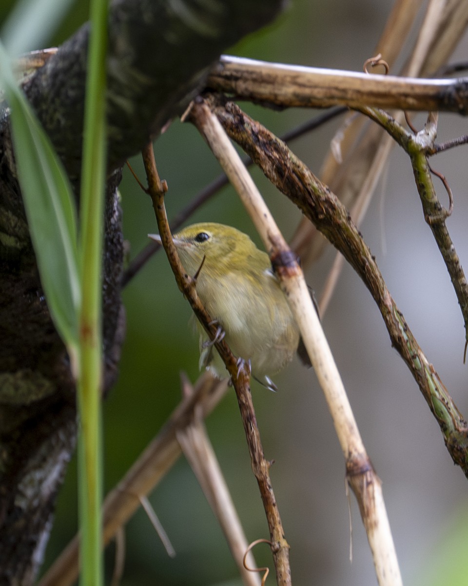 Bay-breasted Warbler - ML644240037