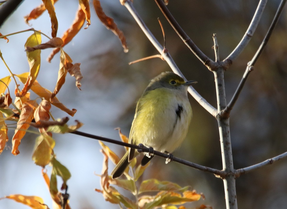 White-eyed Vireo - ML644240039