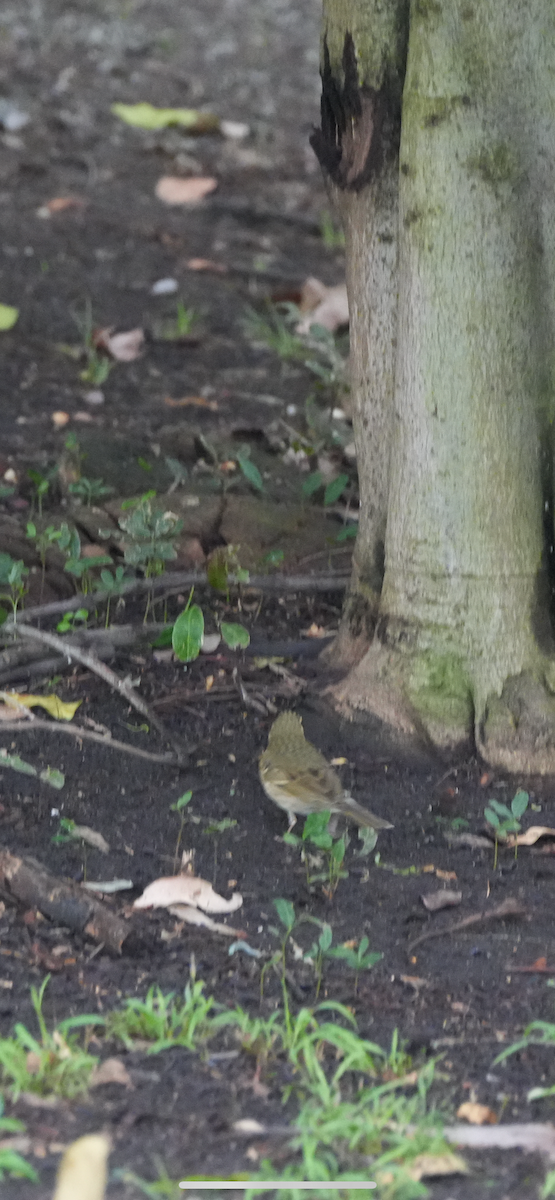 Olive-backed Pipit - ML644240047