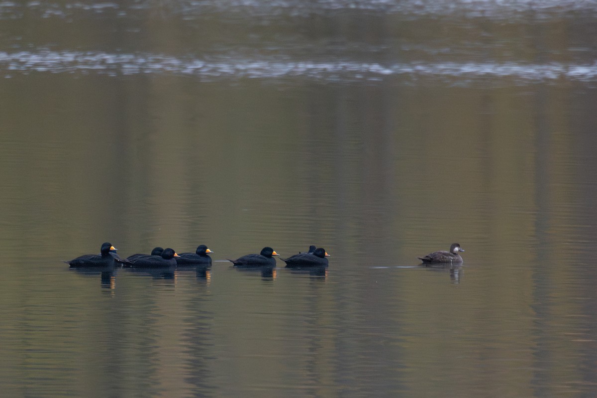 Black Scoter - ML644240059