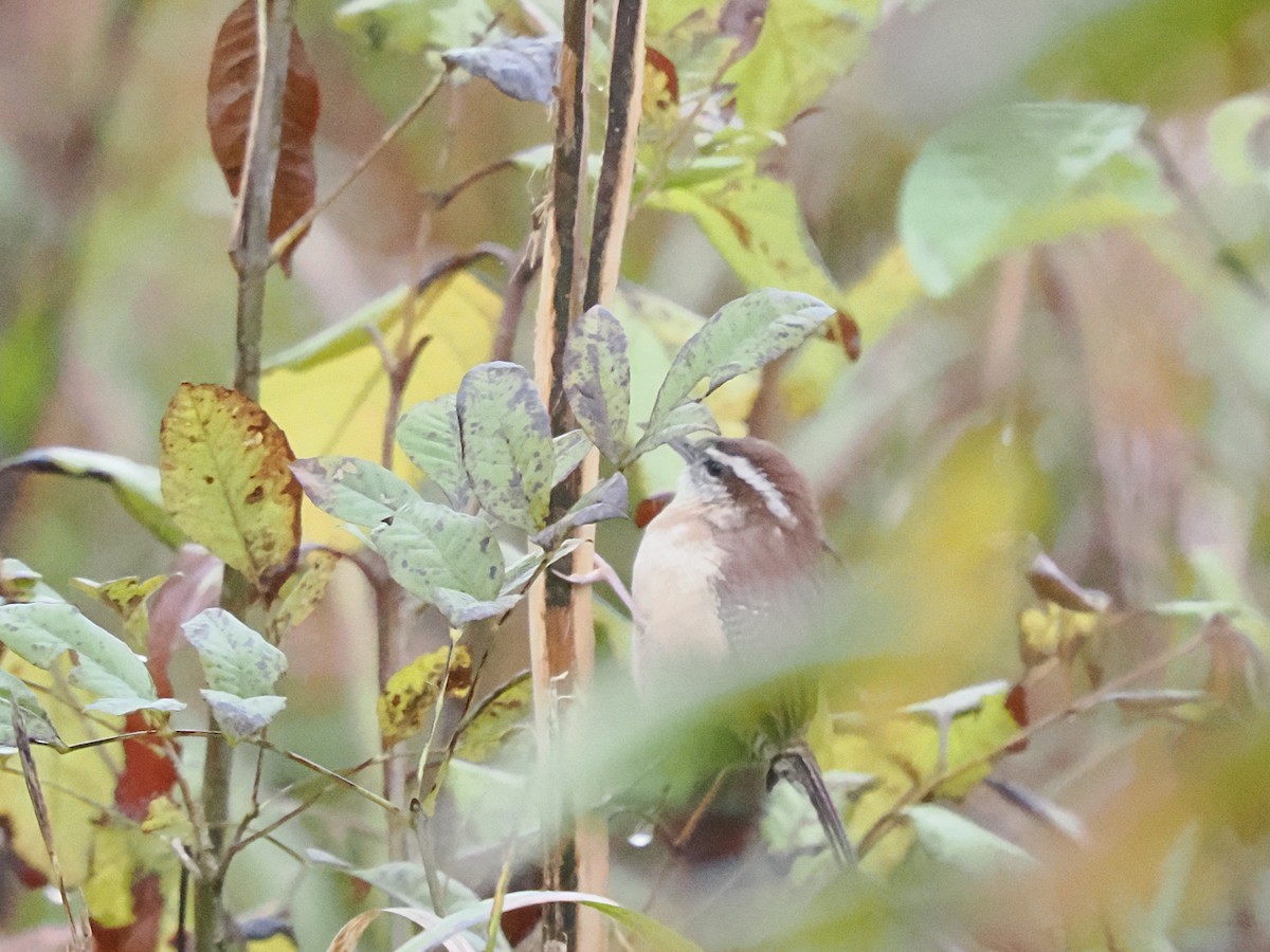 Carolina Wren - ML644240060