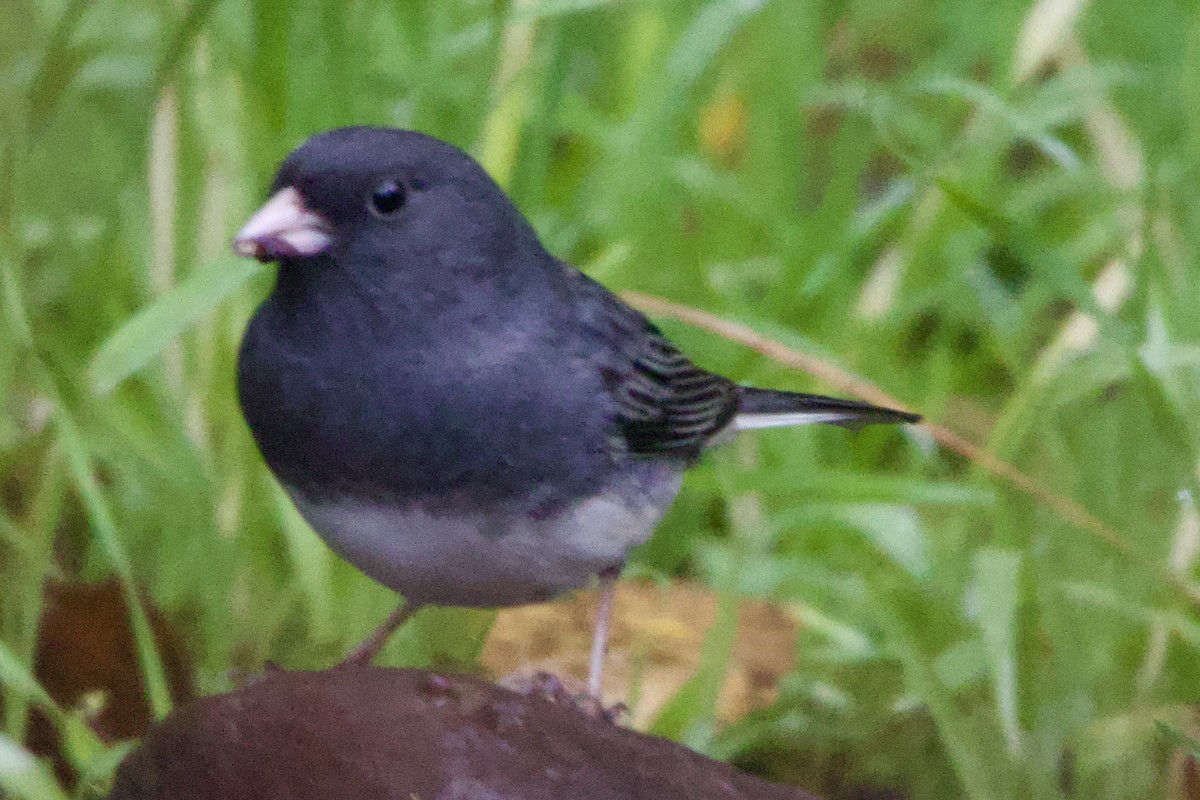 Dark-eyed Junco - ML644240073