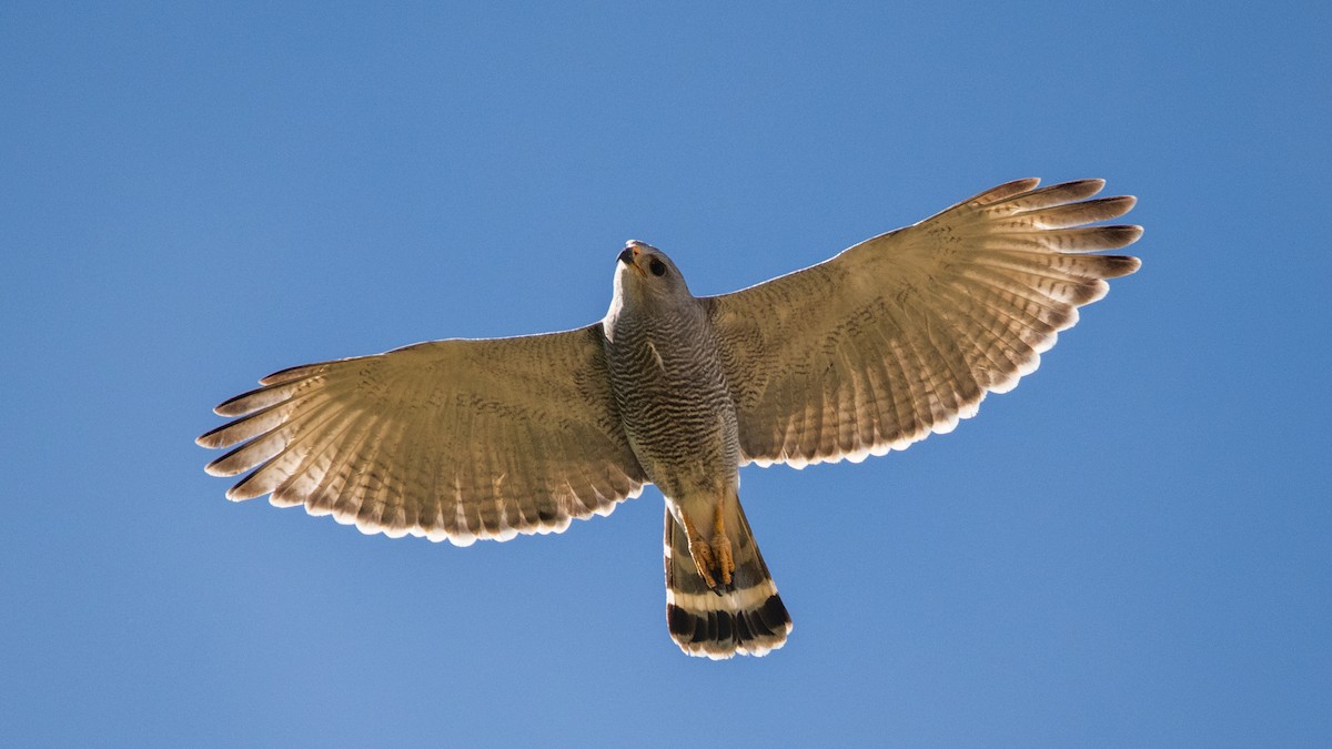 Канюк мексиканський - ML644240094