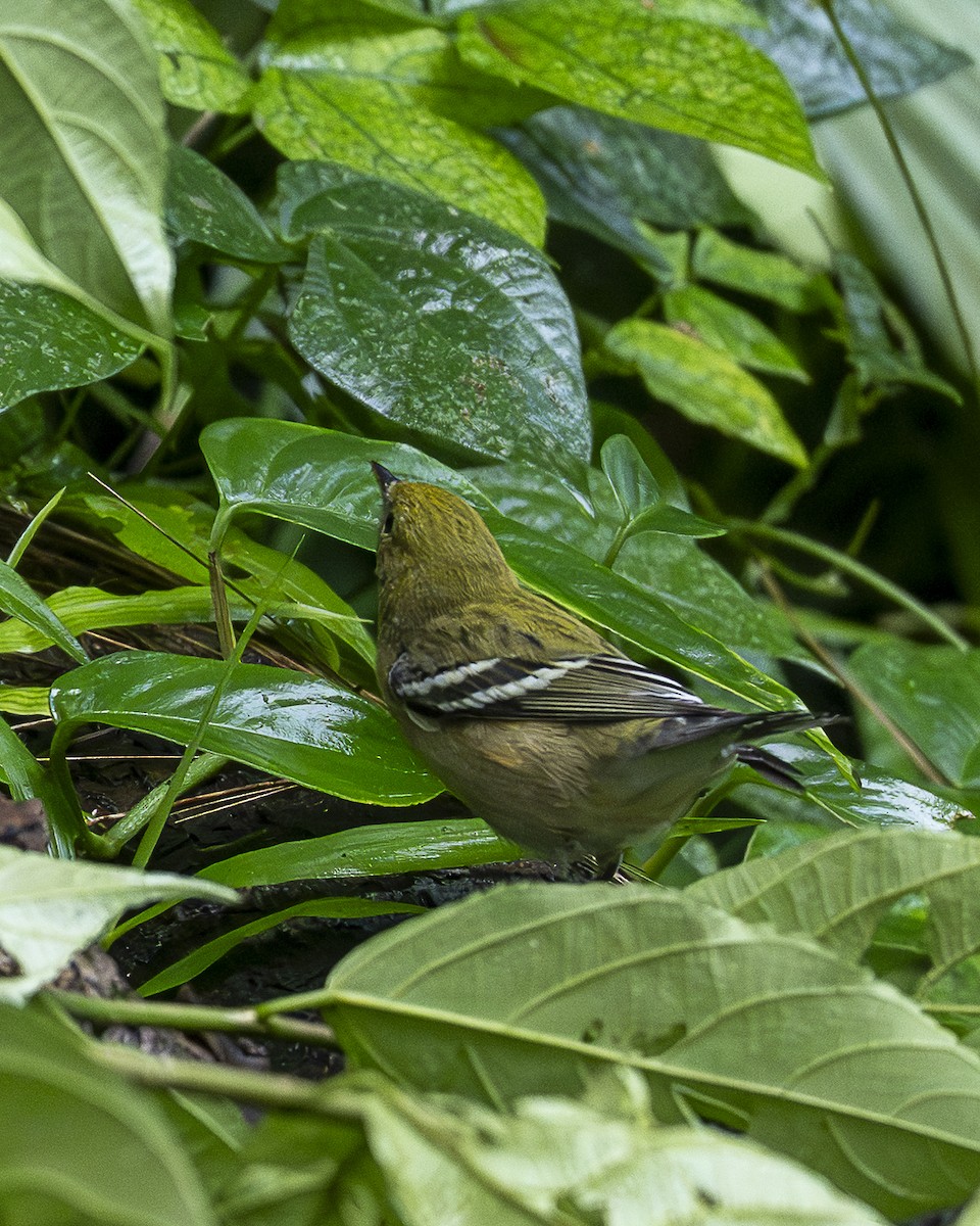 Bay-breasted Warbler - ML644240096