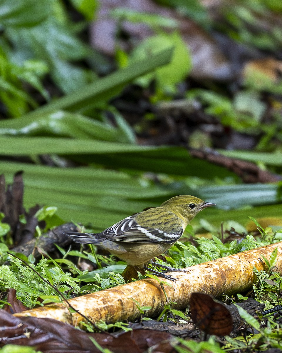 Bay-breasted Warbler - ML644240097