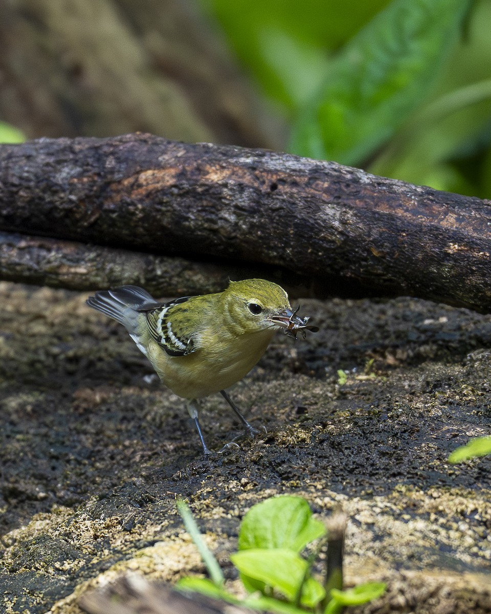 Bay-breasted Warbler - ML644240098
