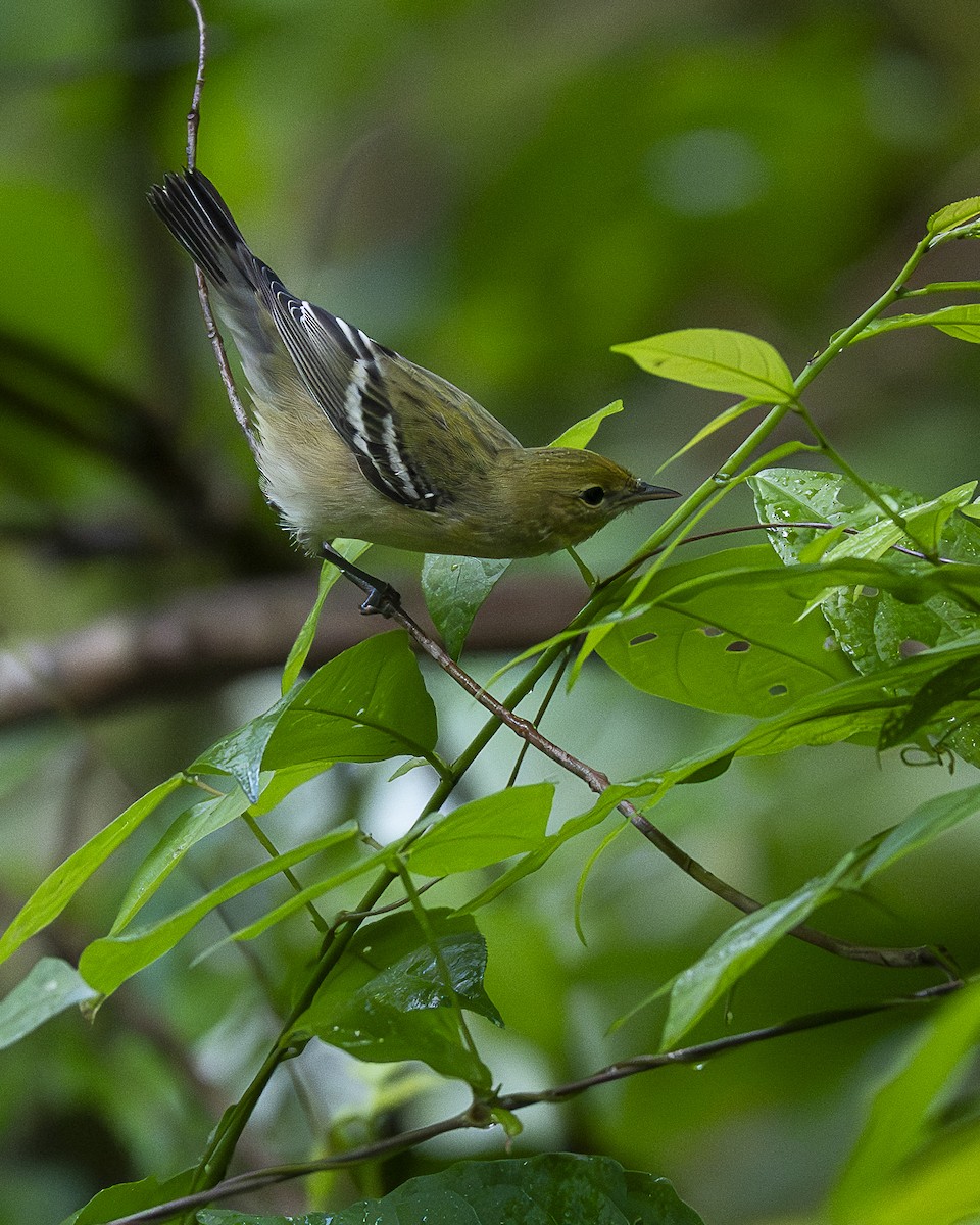 Bay-breasted Warbler - ML644240099