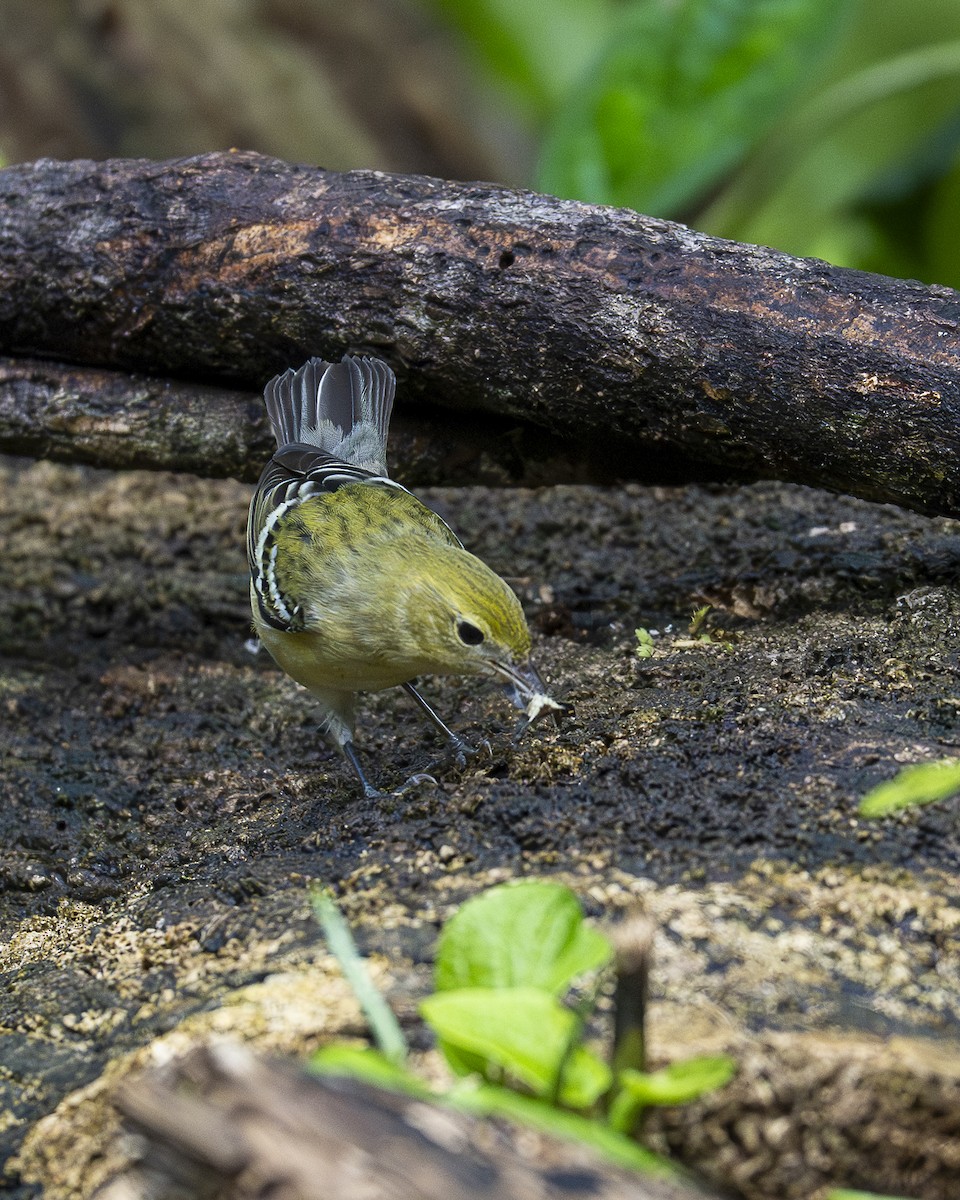 Bay-breasted Warbler - ML644240100